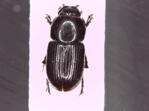 Réf. 181 096 : Calamosternus granarius
